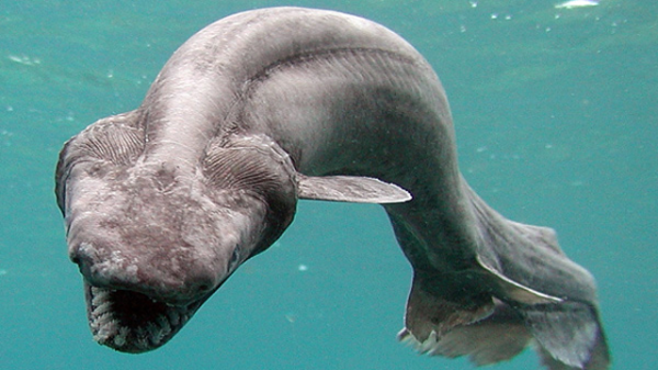 Like the goblin shark, the frilled shark is an extremely old creature, often referred to as “prehistoric.” It is rarely seen and thus not considered a threat to humans, despite its giant three-pointed teeth. It resembles some sort of shark-serpent hybrid that would be the perfect wingman for Ursula…