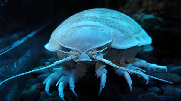 Giant Isopod
The Isopod is basically a giant bug of the ocean, and the source of my nightmares this evening. They can grow up to 16 inches, growing that large due to a weird water phenomenon known as “deep sea giganticism.” Like smaller bugs you may know, they can roll into balls if they feel threatened and they live a single life, probably due to the fact that they are too hideous to even live with each other. These giant ocean bugs can’t be found in zoos or aquariums…but do you really wanna be up-close and personal with them?