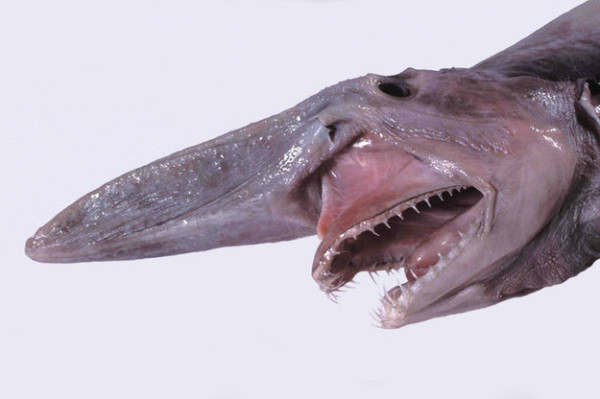 Goblin Shark
Speaking of sharks, this is the goblin shark, which is one of the oldest sharks ever, often described as a “living fossil.” This hideous creature has a long ironing board shaped snout, to which its bottom jaw can snap forward to reach like scissors on its prey. Only two have ever been spotted in the U.S. Caught on video the first time ever in its own environment.