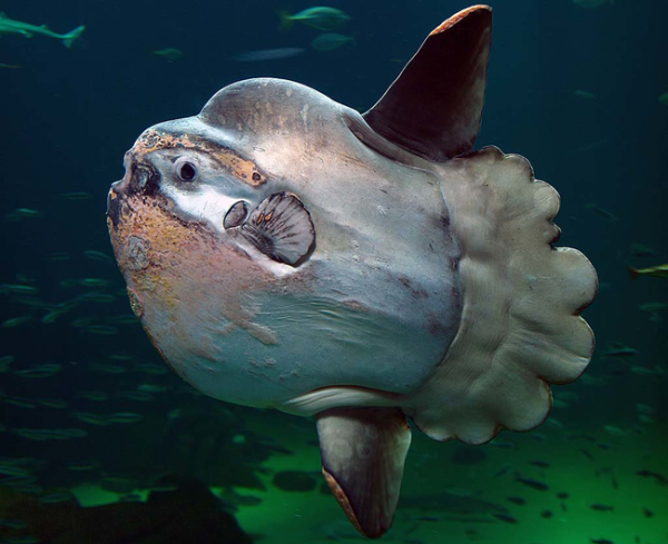 Meet the Mola Mola, also known as the Ocean Sunfish. Despite such a cheery and sunny name, this ugly fish is actually the heaviest known bony fish, weighing in at an average of 2,200 pounds.