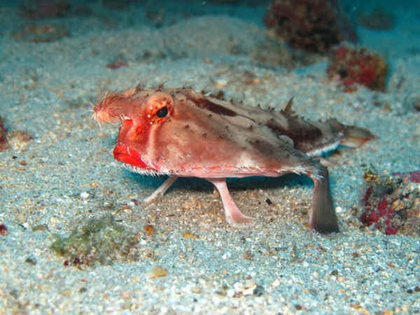 Red-Lipped Batfish
While the isopod may resemble a big bug, the batfish is named such due to its resemblance to a bat. Additionally, it walks along the ocean floor, rather than swimming, making its even more of a sea freak. It also appears to be wearing way too much lipstick, perhaps to overcompensate for the rest of its ugly mug.Wanna see one of these creatures live? You’re out of luck. The red-lipped batfish is not a desirable aquarium fish because of its predatory nature. Also, it is a deep sea fish and thus won’t be hangin’ out at your local aquarium or zoo.