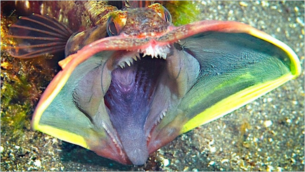 Sarcastic Fringehead
Like the Northern Stargazer, the Sarcastic Fringehead is a ferocious fish with a funny name. These fish look normal when unthreatened, but as soon as they feel threatened, these fish open their ginormous mouths. If two come into contact for a turf war, they open their gaping jaws and literally mouth wrestle…and not in a romantic way.