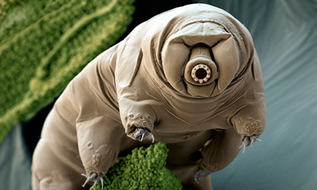 Water bear (Paramacrobiotus craterlaki).
While the name waterbear may be deceiving of size, these creatures are actually tiny cellular beings that have four pairs of short legs and walk in a way similar to a bear. They can survive basically anthing, including being frozen in ice, extremely low and high pressure and no water for a decade. Basically, these things give cockroaches a run for their money.