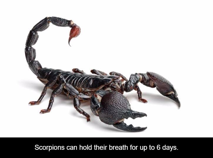 leaves scorpion - Scorpions can hold their breath for up to 6 days.