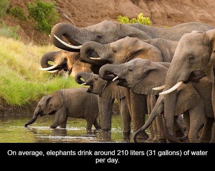 many elephants - On average, elephants drink around 210 liters 31 gallons of water per day.