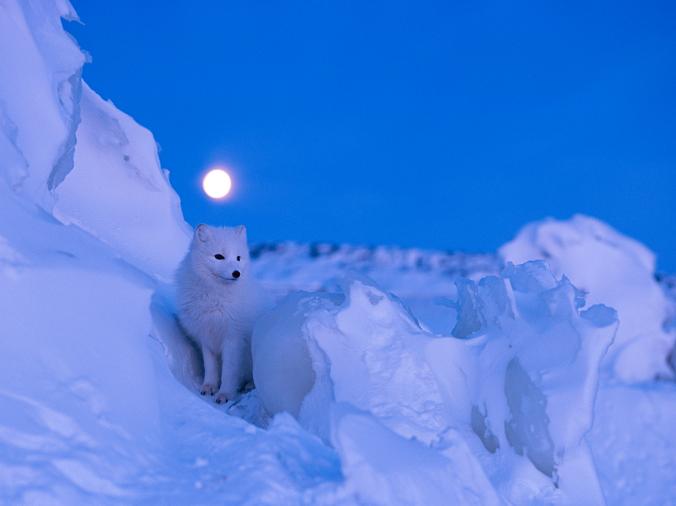 ARCTIC FOX, CANADA
Before dawn, a brilliant full moon illuminates the snowy landscape of Churchill, Manitoba, Canada, home to an arctic fox. The fox's coat changes color with the seasons; as the snow melts it begins to turn grayish brown.
PHOTOGRAPH BY NORBERT ROSING, NATIONAL GEOGRAPHIC