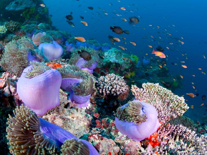 CORAL REEF, MALDIVES
Sea anemones, anemonefish, and corals create a Technicolor scene at Ari Atoll in the Maldives. Cast across the Indian Ocean, the Asian nation consists of 16 major atolls, each a ring of reefs around a lagoon.
PHOTOGRAPH BY WATERFRAME/ALAMY