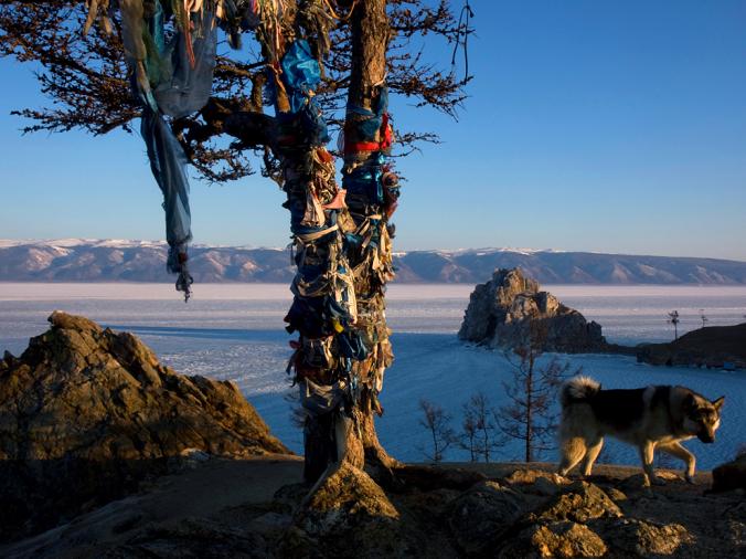 MOTHER TREE, RUSSIA
Symbol of eternity, a "mother tree" overlooking frozen Lake Baikal in Siberia is wrapped in cloth offerings. Pilgrims from throughout Central Asia come to trees like this one to offer tea, milk, vodka, and candy and to adorn them with the ceremonial scarves, called khadag.
PHOTOGRAPH BY JUSTIN JIN, REDUX