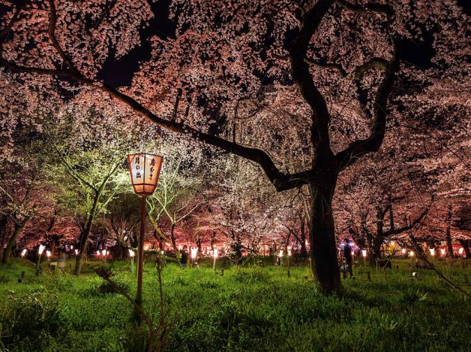 CHERRY BLOSSOMS, JAPAN
In Japan the nighttime viewing of cherry blossoms in spring, like these at Kyoto’s Hirano Shrine, is a special event. “The cherries’ only fault: the crowds that gather when they bloom,” wrote Saigyo, a 12th-century poet.
PHOTOGRAPH BY DIANE COOK AND LEN JENSHEL