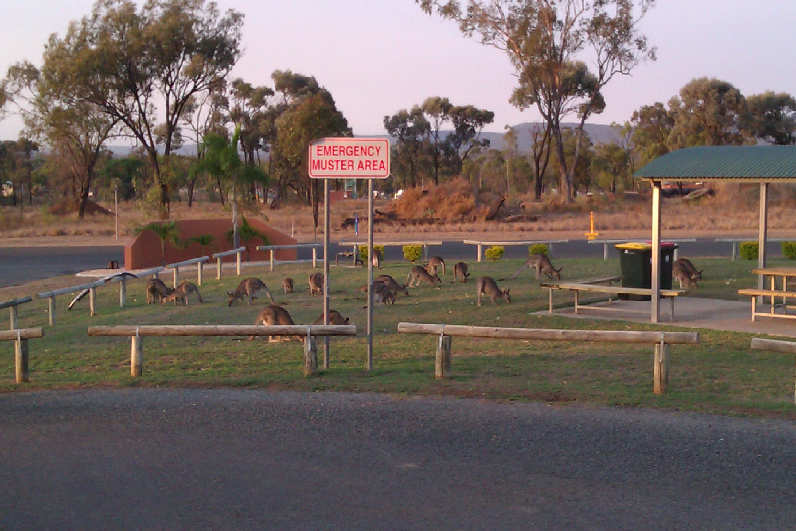 I spotted these kangaroos one day when I was working in the coal mining town of Glenden in Queensland, Australia. They seem rather relaxed, and I wasn't aware of any actual emergency at the time, so it must have been a drill, or just a picnic.