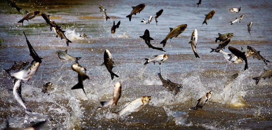 Fishing for Asian Carp