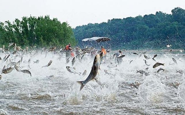 Fishing for Asian Carp