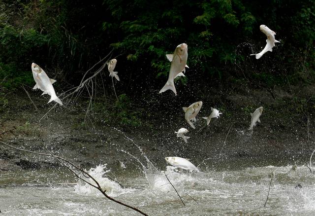 Fishing for Asian Carp