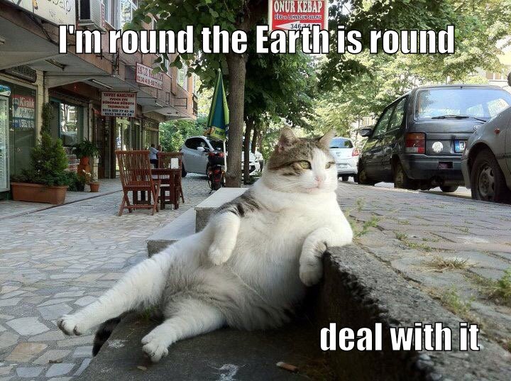pot bellied cat is smart