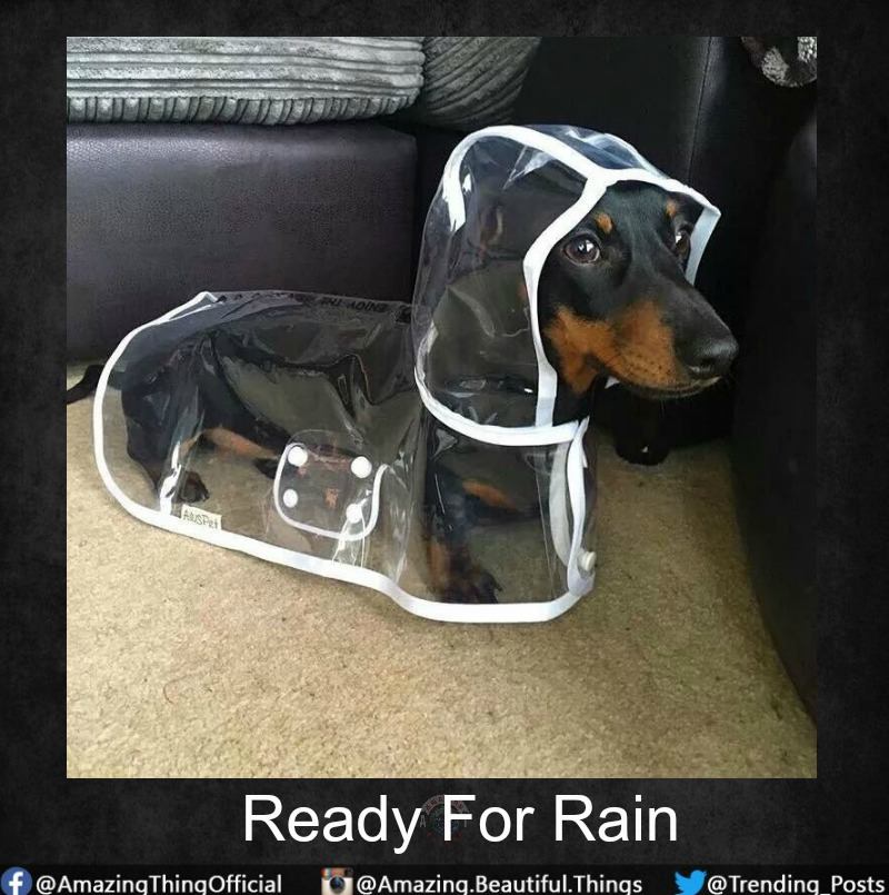 dachshund raincoat - Sps Ready For Rain f @ Amazing Thing Official .Beautiful.Things