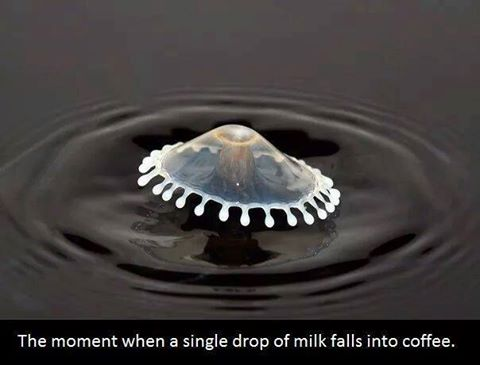 drop of milk in coffee - V0 The moment when a single drop of milk falls into coffee.