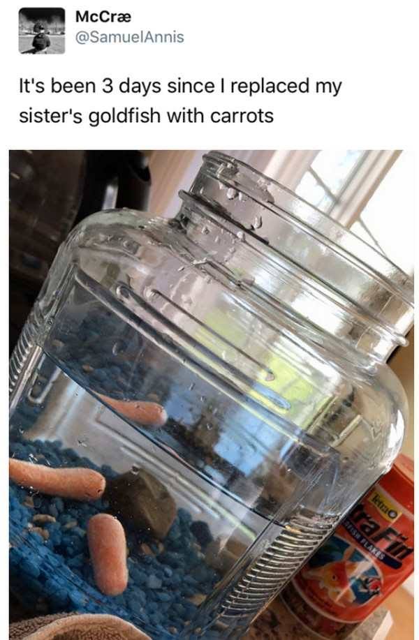 replaces goldfish with carrots - McCr It's been 3 days since I replaced my sister's goldfish with carrots leto