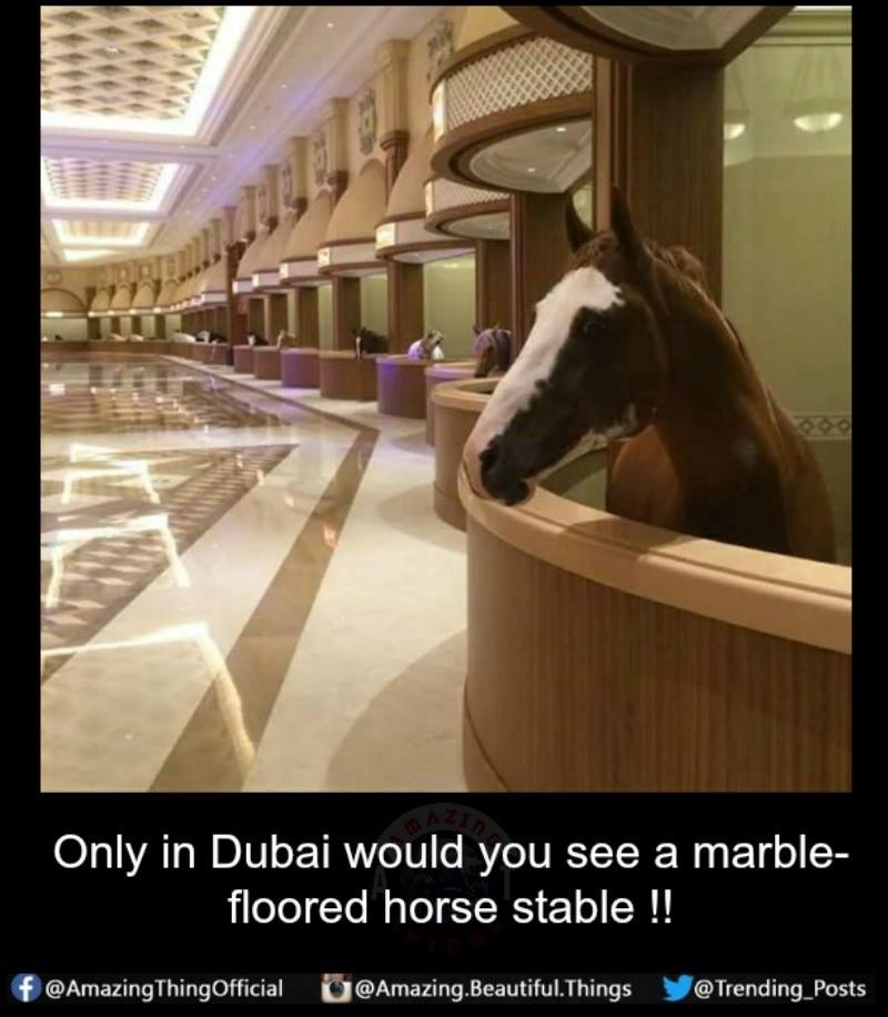 dubai horse stables - Only in Dubai would you see a marble floored horse stable !! f ThingOfficial . Beautiful.Things