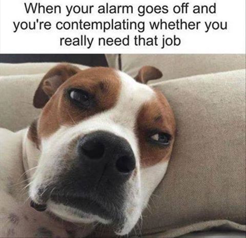 monday morning funny - When your alarm goes off and you're contemplating whether you really need that job