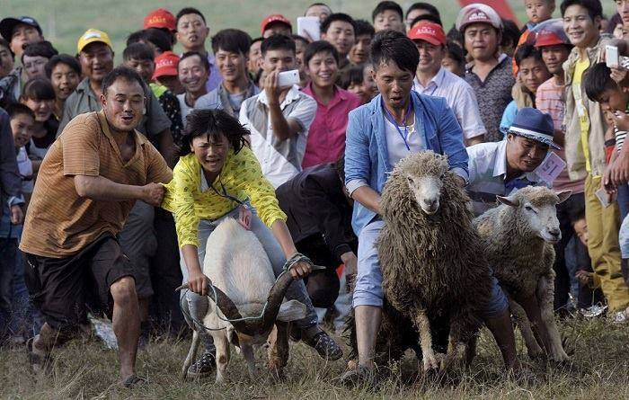 chinese sheep riding