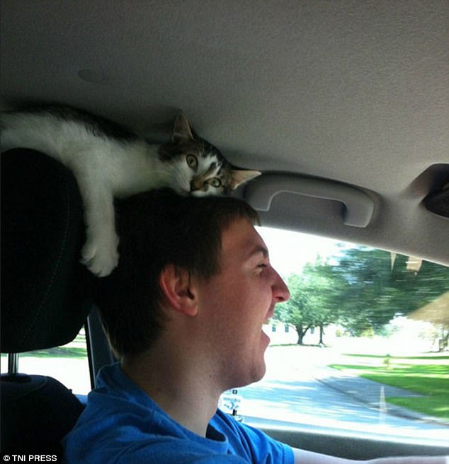 View .. pictures to prove that cats do not respect the privacy of their owners