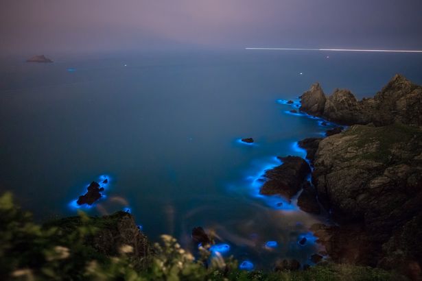 "There's actually evidence that shows if you offer an animal a choice between a luminescent plankton and a non-luminescent plankton, they avoid the luminescent one," he said.

While bioluminescence is not harmful to humans, it can act like a "vacuum cleaner" disrupt the food chain of other marine species, such as shellfish, if present in large quantities.