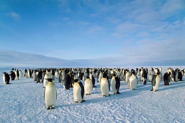 Emperor Penguin Colony, Dawson-Lambton Glacier, Weddel Sea, Antarctica
