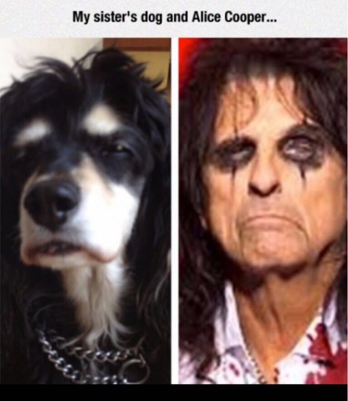 Meme of Alice Cooper looking hilariously like someone's dog.