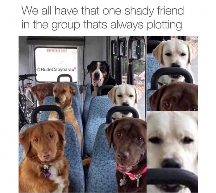 dog school in canada - We all have that one shady friend in the group thats always plotting