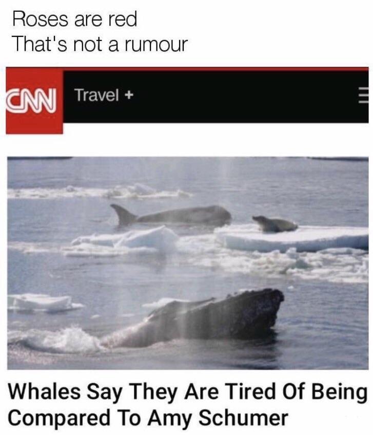 memes  - amy schumer whale memes - Roses are red That's not a rumour Cnn Travel Whales Say They Are Tired Of Being Compared To Amy Schumer