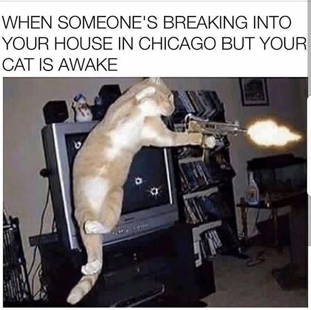 funny cats with guns - When Someone'S Breaking Into Your House In Chicago But Your Cat Is Awake