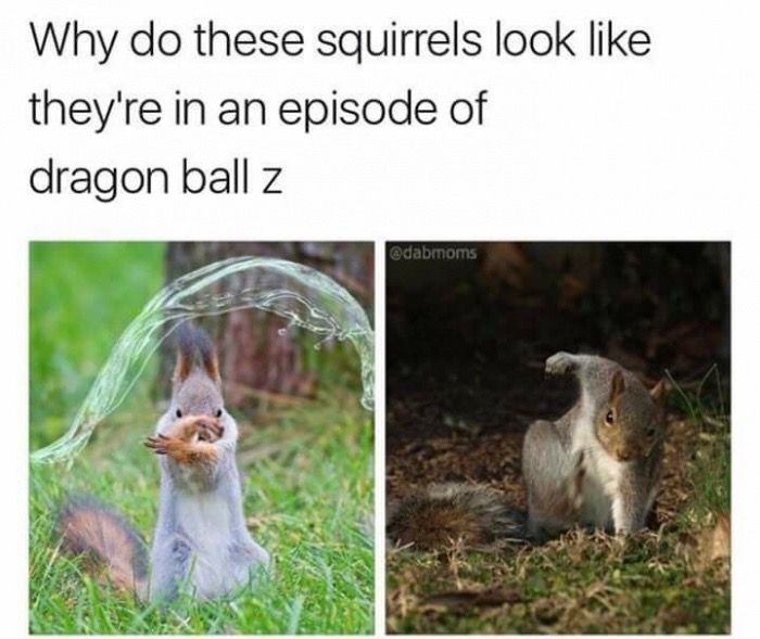 water bending squirrel - Why do these squirrels look they're in an episode of dragon ball z