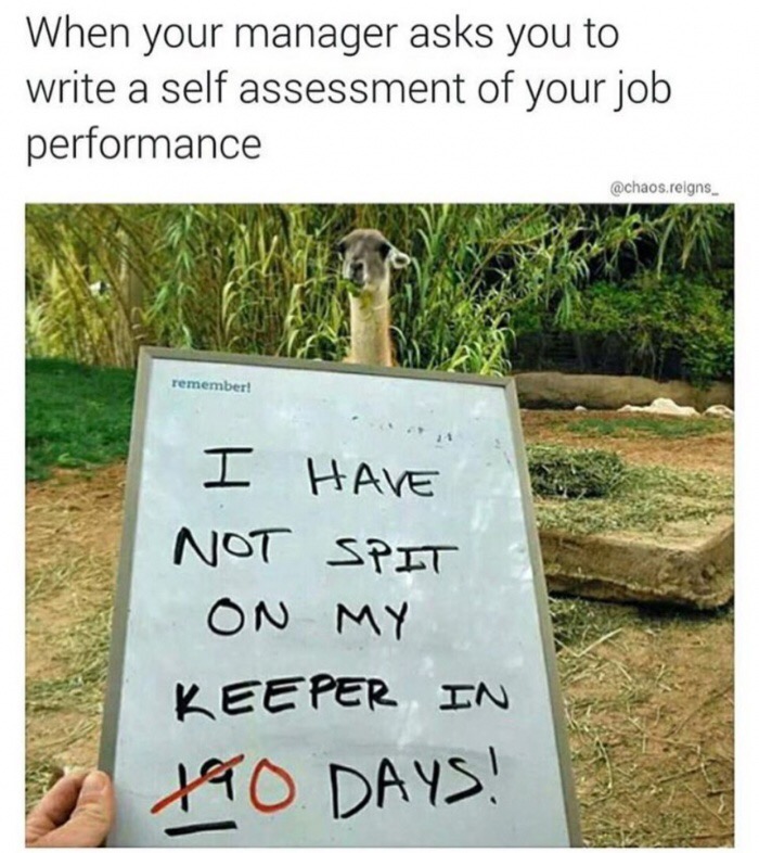 zoo animal shaming - When your manager asks you to write a self assessment of your job performance .reigns remember! I Have Not Spit On My Keeper In Ito Days!