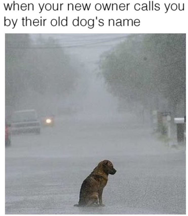 animals waiting in the rain - when your new owner calls you by their old dog's name