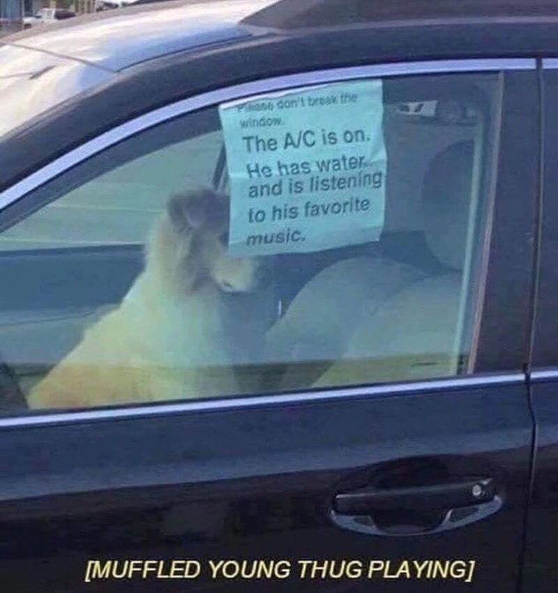 Funny picture of a dog in the car but a sign up assures you the dog is with AC, has music and is fine. Become dank meme because someone added muffled young thug playing at the bottom.