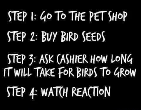 love - Step 1 G0 To The Pet Shop Step 2 Buy Bird Seeds Step 3 Ask Cashier How Long It Will Take For Birds To Grow Step 4 Watch Reaction