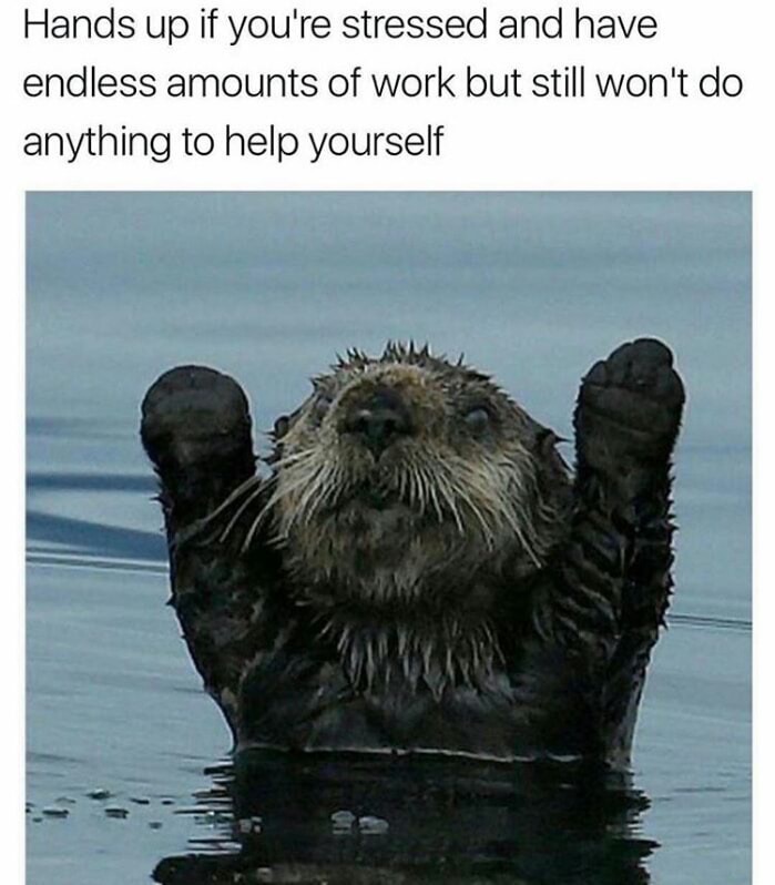 baby otter funny - Hands up if you're stressed and have endless amounts of work but still won't do anything to help yourself