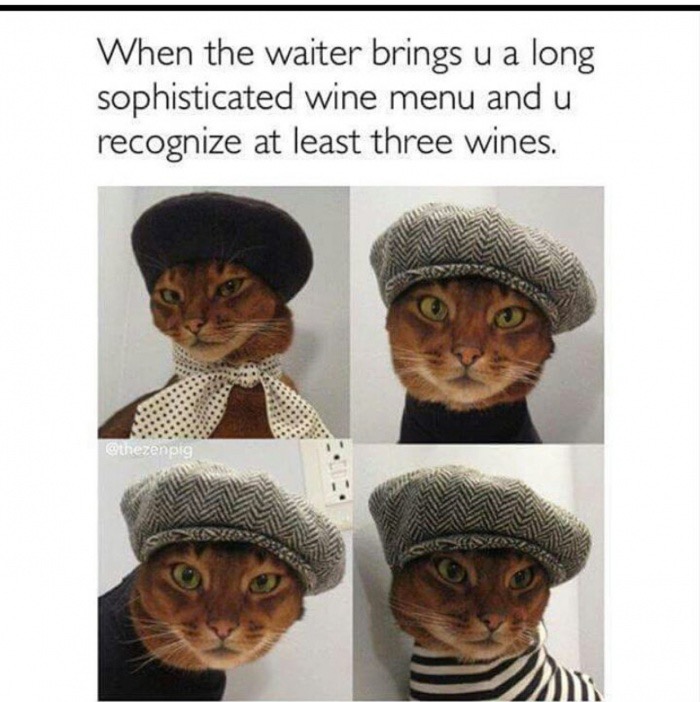 wine cat meme - When the waiter brings u a long sophisticated wine menu and u recognize at least three wines. Othezenpig Ay