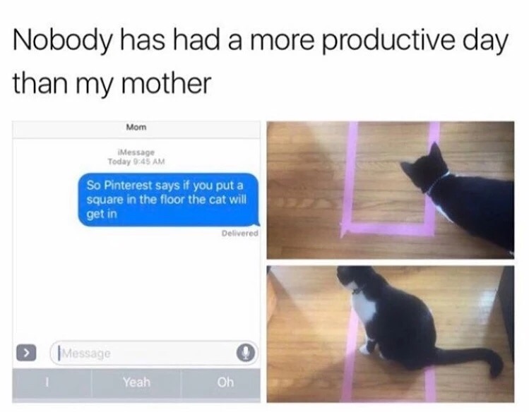 mom message meme - Nobody has had a more productive day than my mother Mom Message Today So Pinterest says if you put a square in the floor the cat will get in Delivered > Message 1 Yeah Oh
