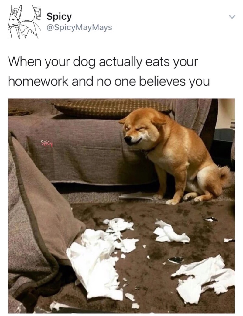 memes - Spicy h When your dog actually eats your homework and no one believes you Spicy