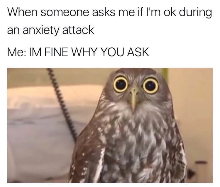 memes - calm owl - When someone asks me if I'm ok during an anxiety attack Me Im Fine Why You Ask