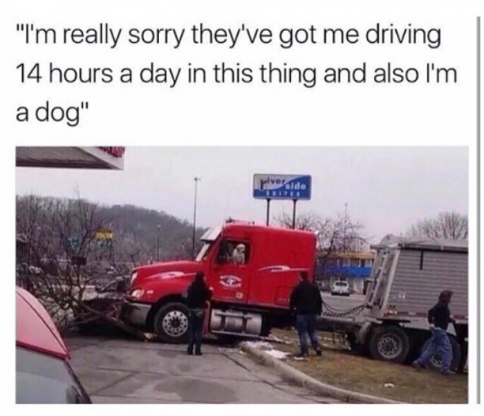 dog truck meme - "I'm really sorry they've got me driving 14 hours a day in this thing and also I'm a dog"