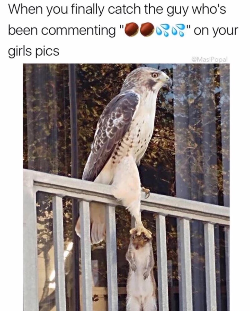 hawk holding squirrel - When you finally catch the guy who's been commenting "0000" on your girls pics