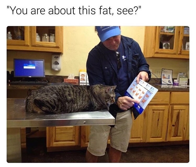 man showing cat obesity chart - "You are about this fat, see?"