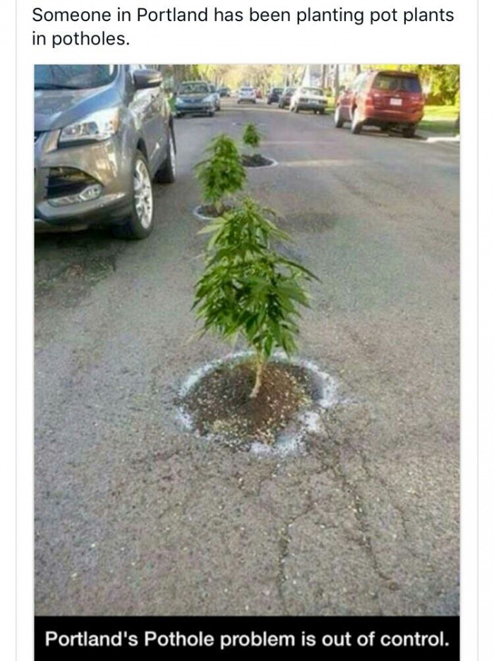trees in potholes - Someone in Portland has been planting pot plants in potholes. Portland's Pothole problem is out of control.