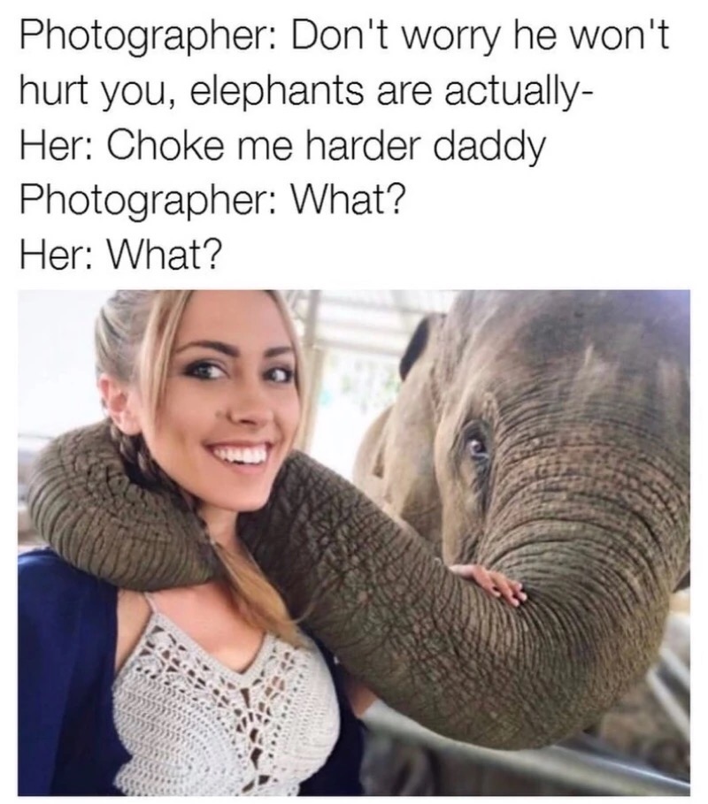 dirty memes - Photographer Don't worry he won't hurt you, elephants are actually Her Choke me harder daddy Photographer What? Her What?