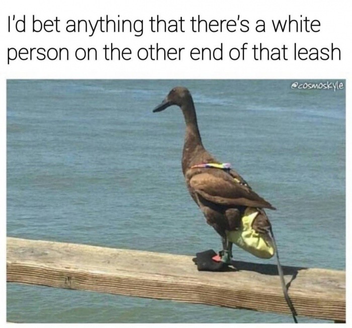 memes - pet duck diaper - I'd bet anything that there's a white person on the other end of that leash