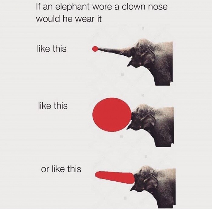 memes - would an elephant wear a clown nose - If an elephant wore a clown nose would he wear it this this or this