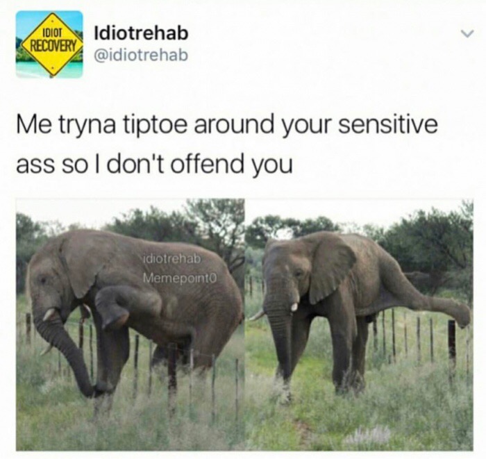 memes - elephant tiptoe - Idiot Recovery Idiotrehab Me tryna tiptoe around your sensitive ass so I don't offend you idiotrehab Memepointo