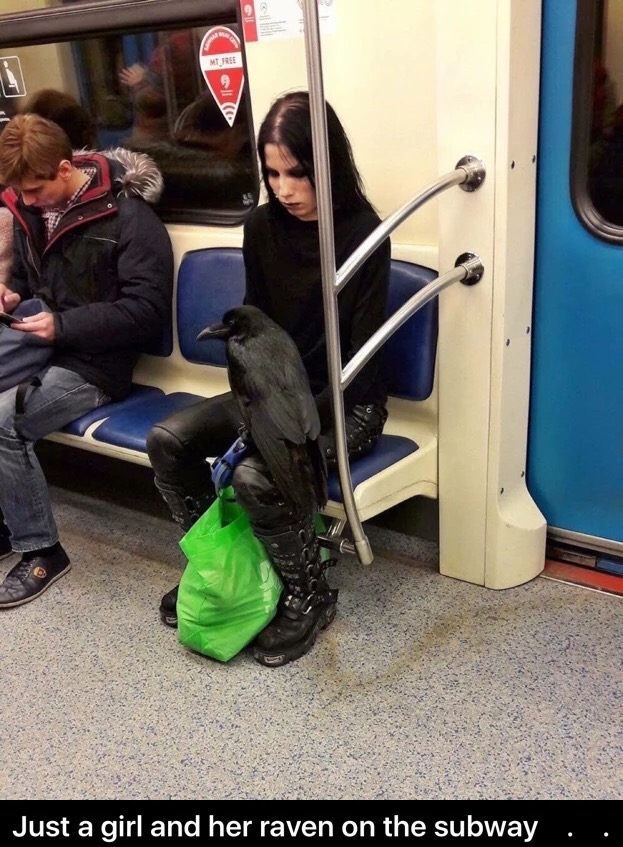 meme stream - raven subway - Mt Tree Just a girl and her raven on the subway ..